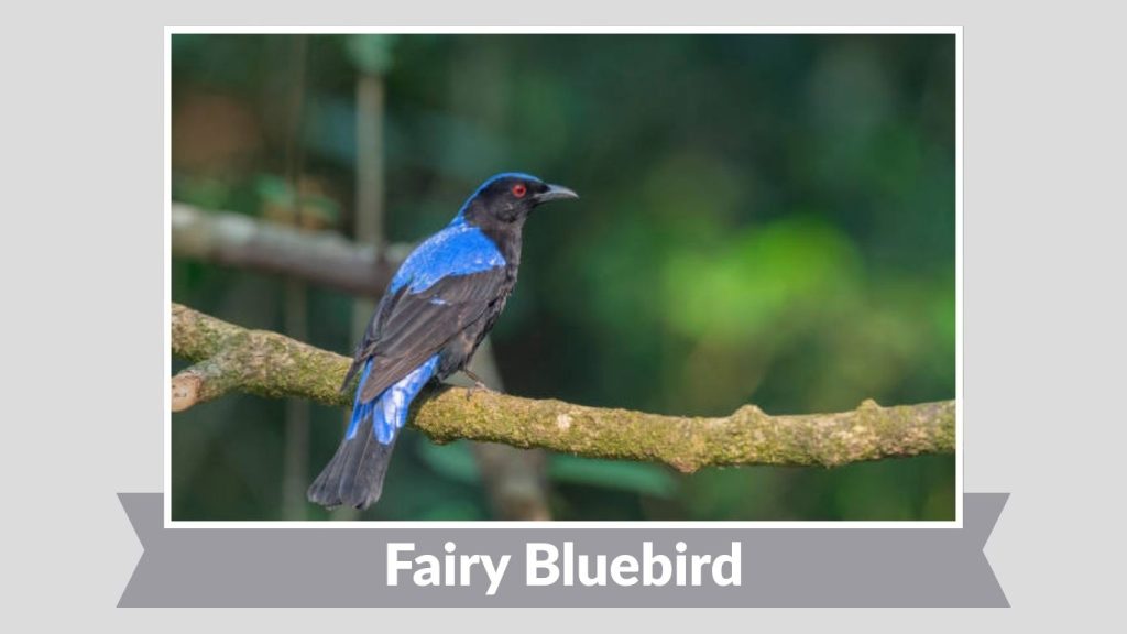 Fairy Bluebird