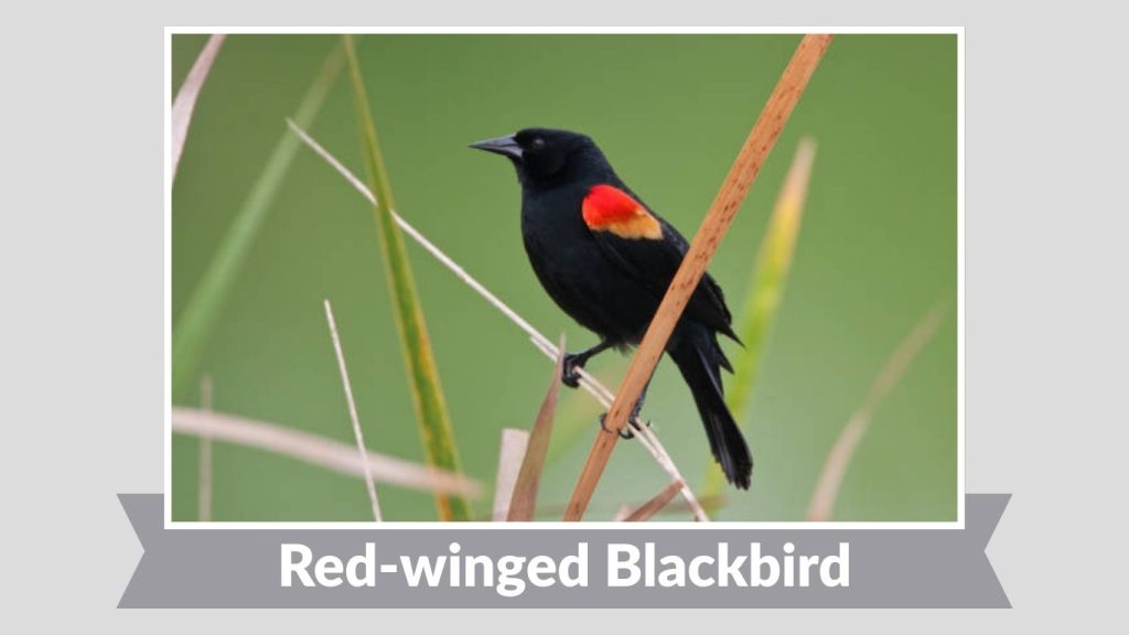 Red-winged Blackbird 