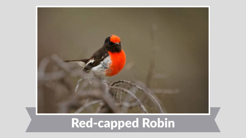 Red-capped Robin 