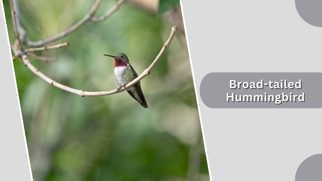 Broad-tailed Hummingbird