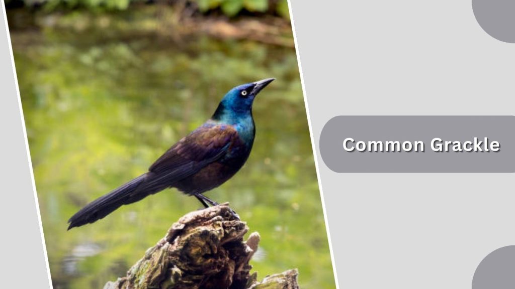 Common Grackle