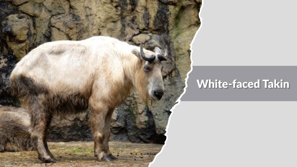 White-faced Takin