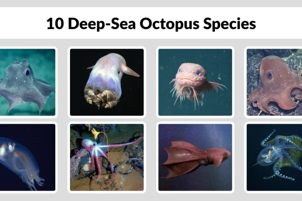 10 Deep-Sea Octopus Species Identification with Pictures 