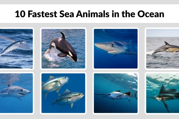 10 Fastest Sea Animals in the Ocean Identification with Pictures 