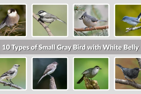 10 Types of Small Gray Bird with White Belly ID with Picture