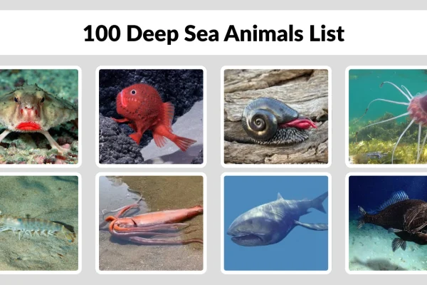 100 Deep Sea Animals List Names, Groups with Pictures 