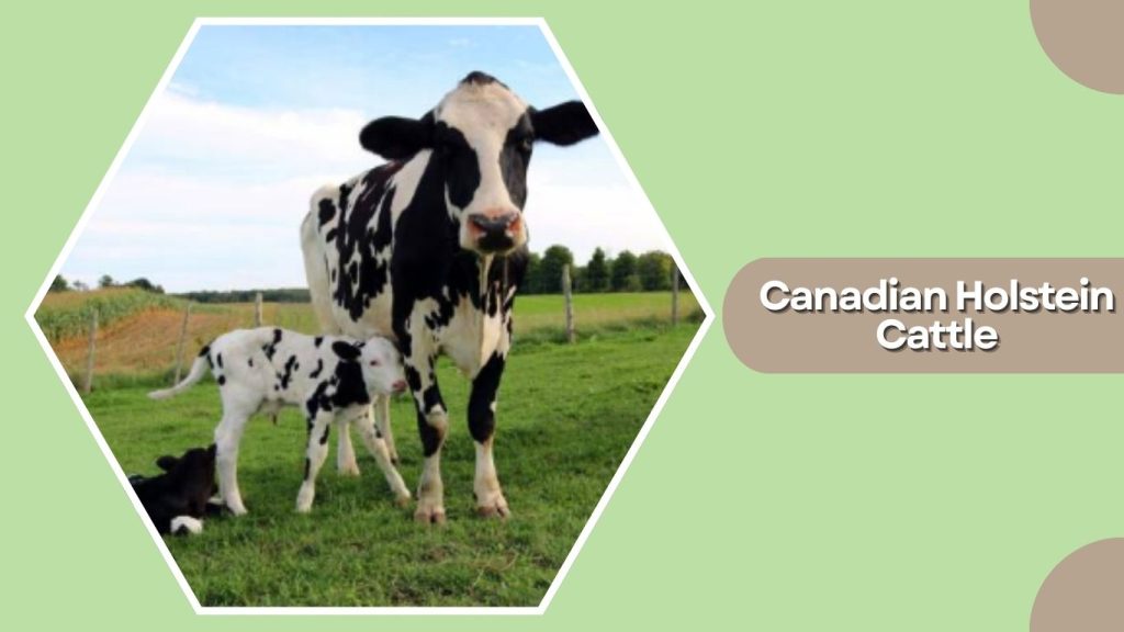 Canadian Holstein Cattle