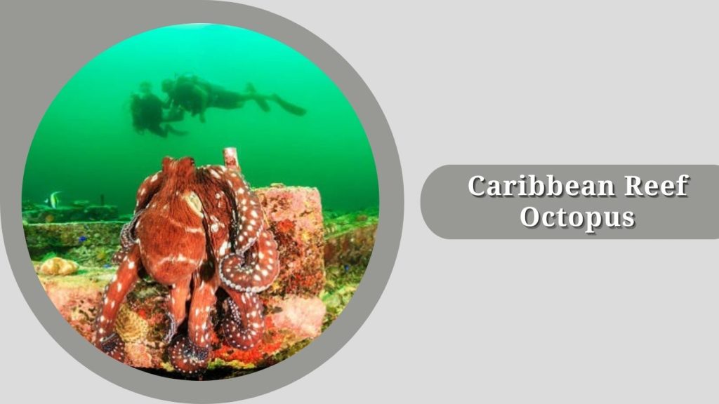 Caribbean Reef Octopus