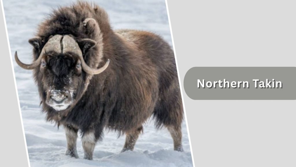 Northern Takin