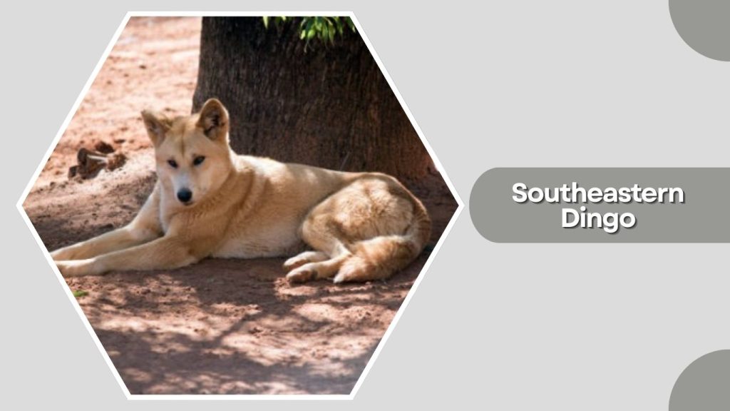 Southeastern Dingo