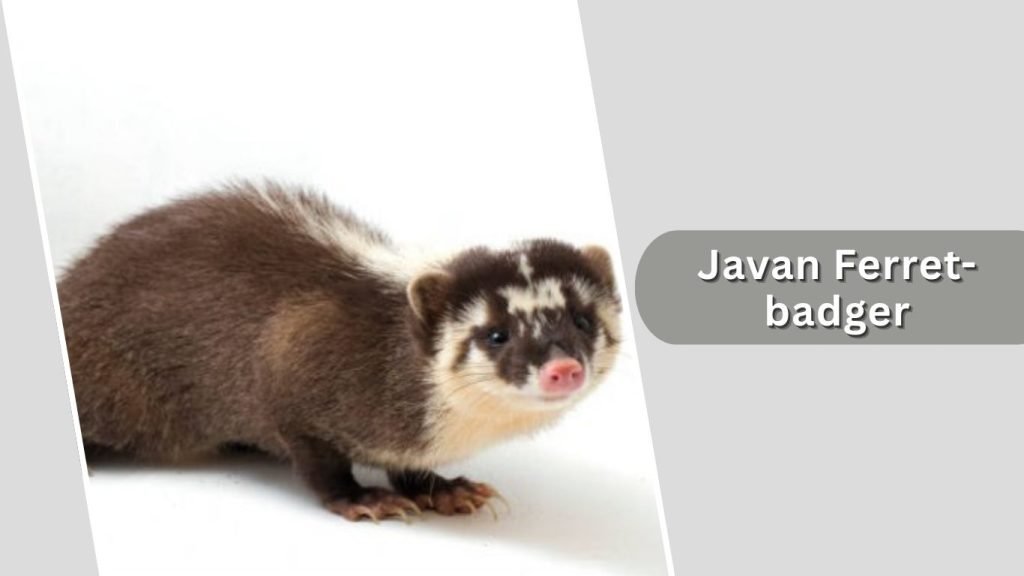 Javan Ferret-badger