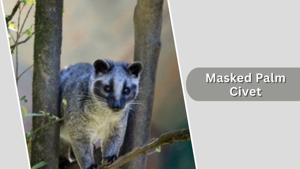 Masked Palm Civet