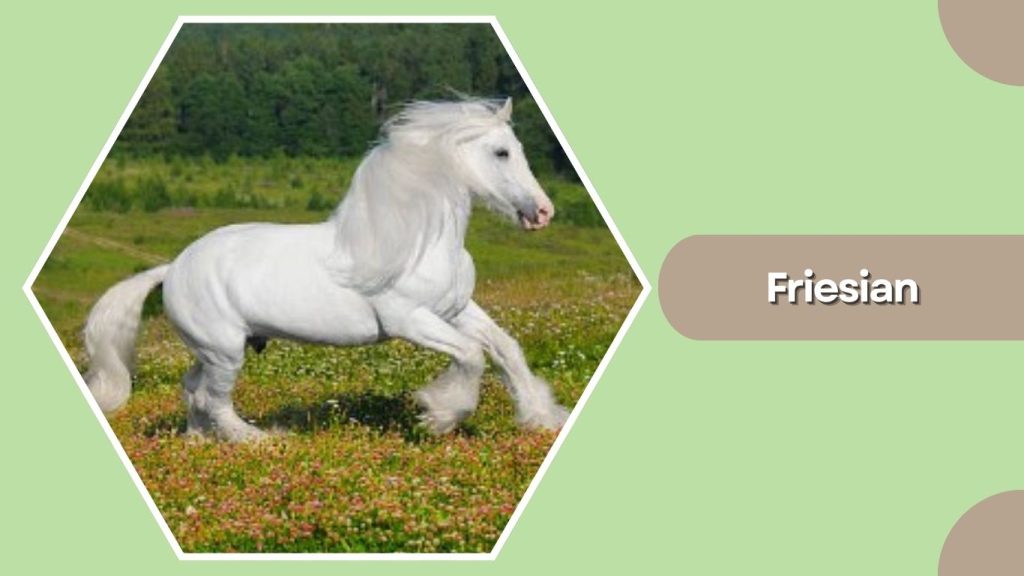 Friesian
