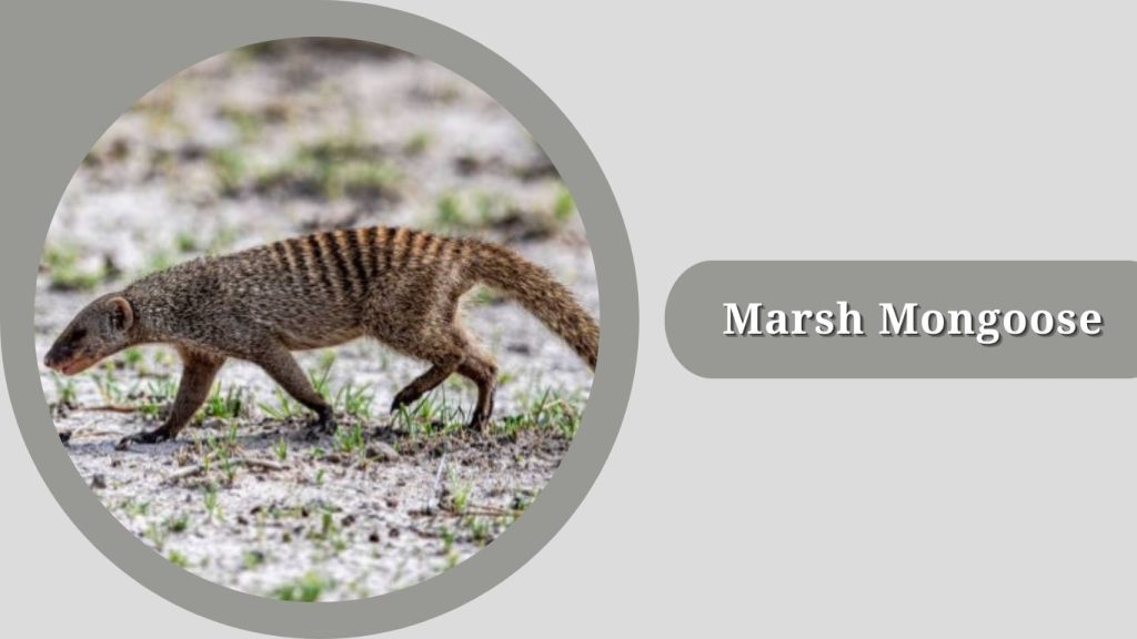 Marsh Mongoose