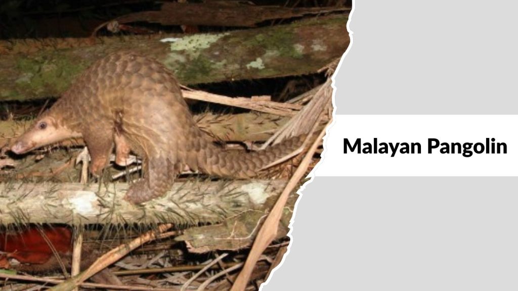 Malayan Pangolin