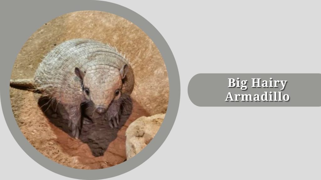 Big Hairy Armadillo