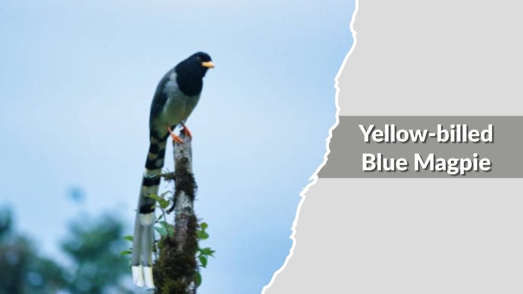 Yellow-billed Blue Magpie