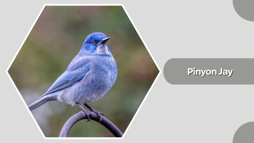 Pinyon Jay 