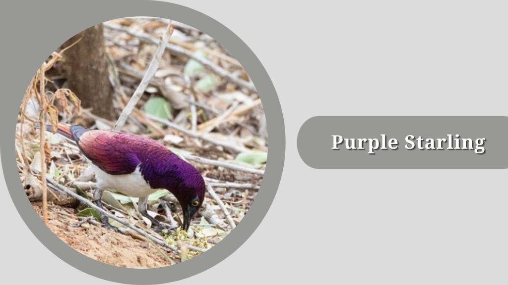 Purple Starling
