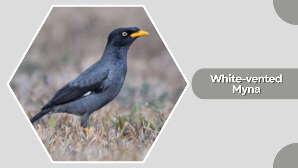 White-vented Myna