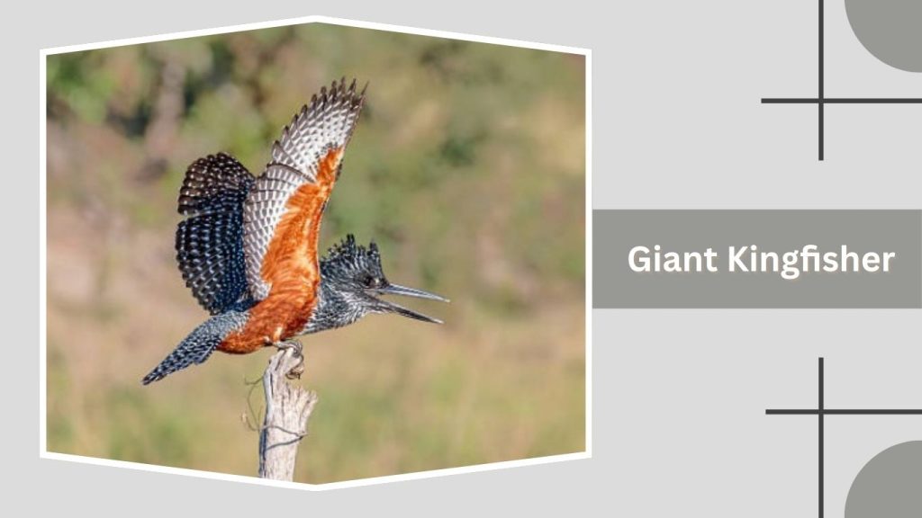 Giant Kingfisher