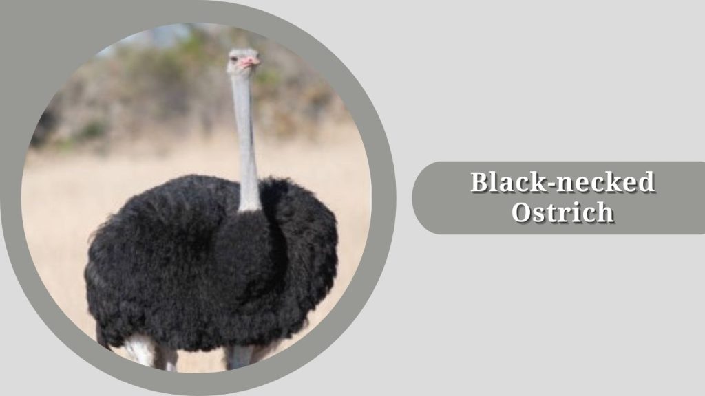 Black-necked Ostrich