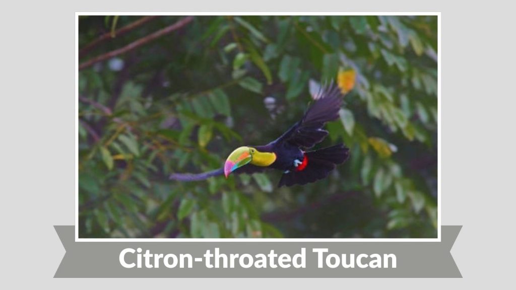 Citron-throated Toucan