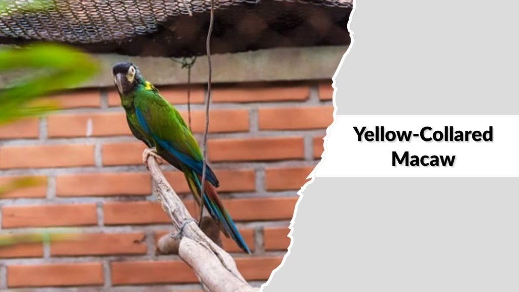 Yellow-Collared Macaw
