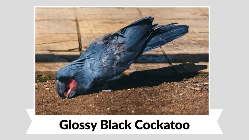 Glossy Black Cockatoo