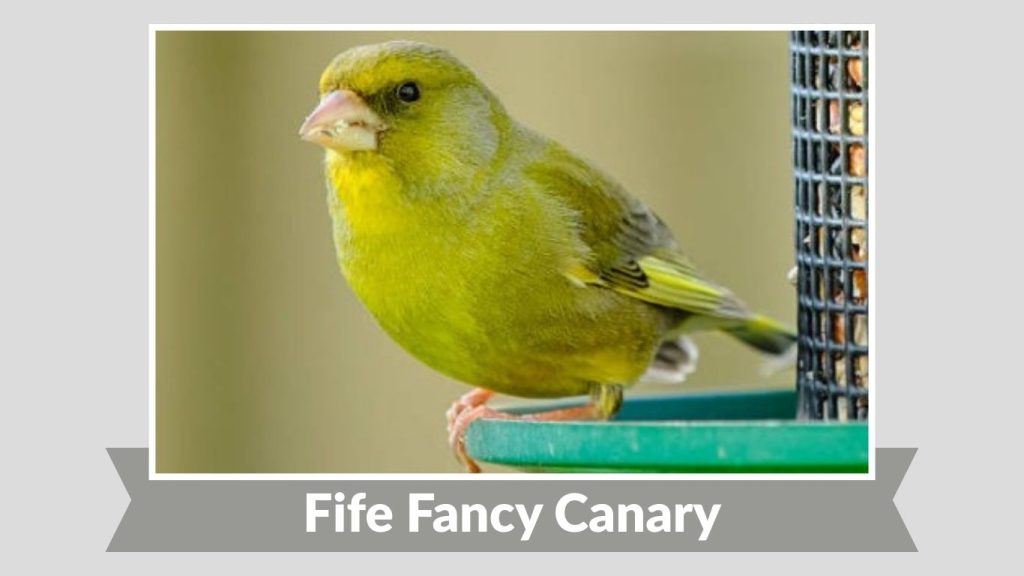 Fife Fancy Canary