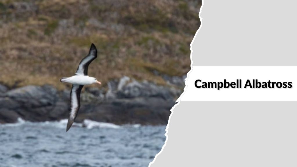 Campbell Albatross