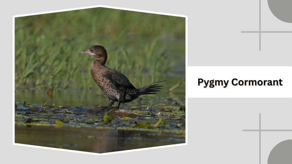 Pygmy Cormorant