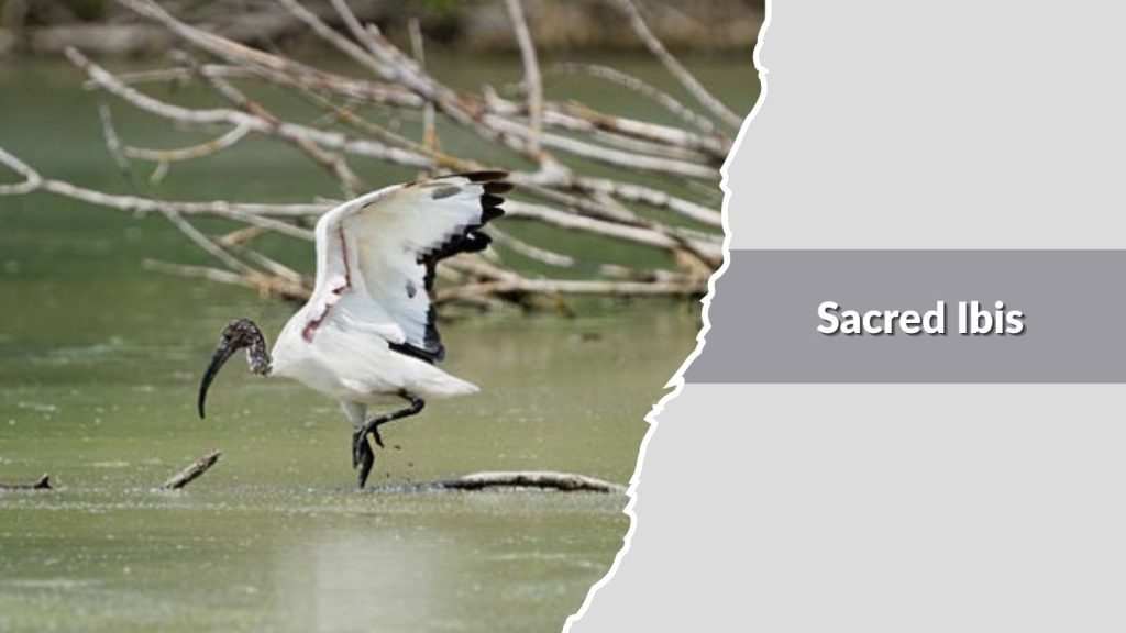 Sacred Ibis