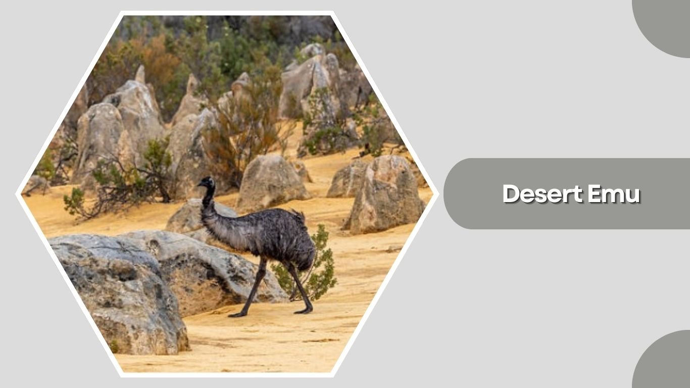 12 Common Types of Emu Bird: Identification with Pictures