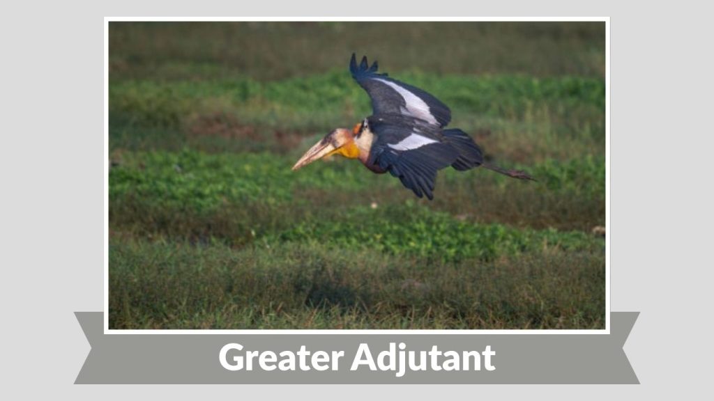 Greater Adjutant