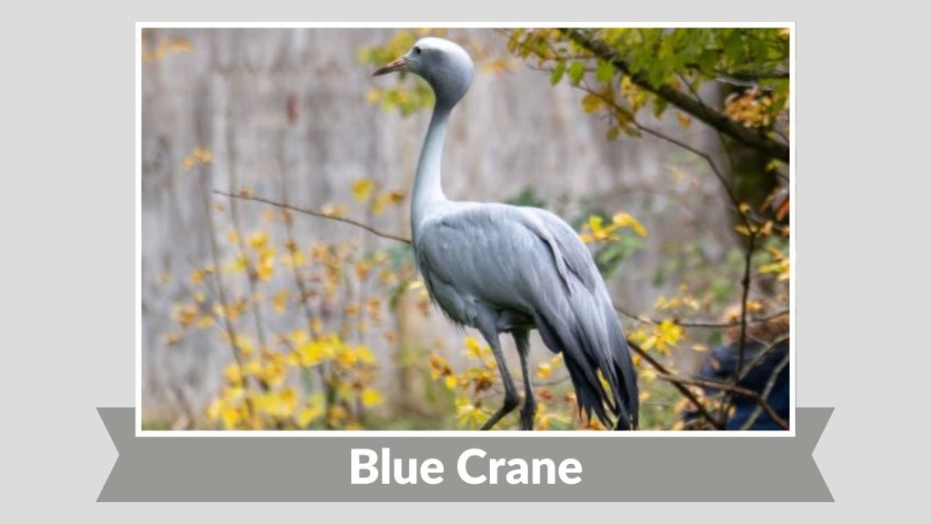 Blue Crane