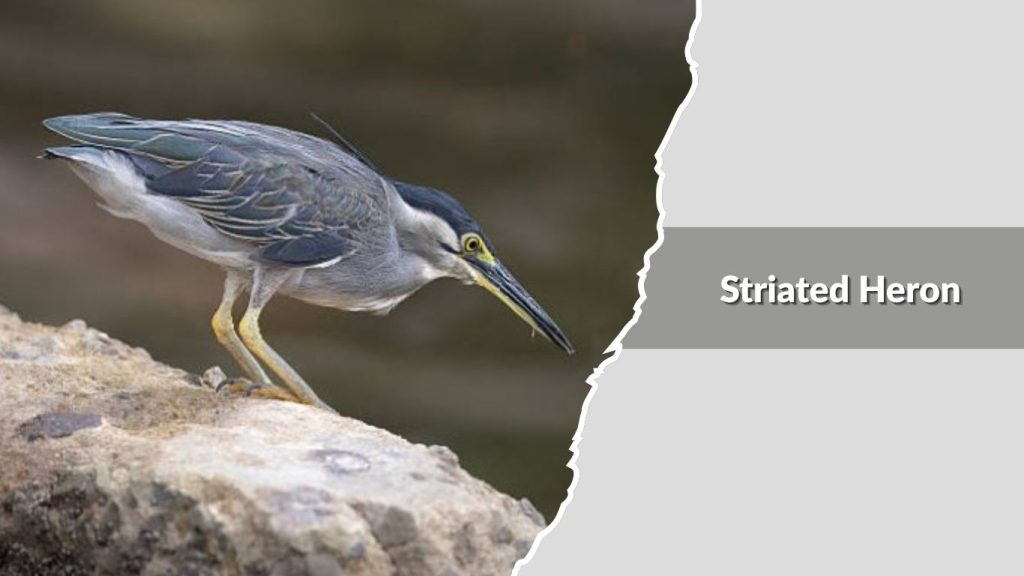 Striated Heron