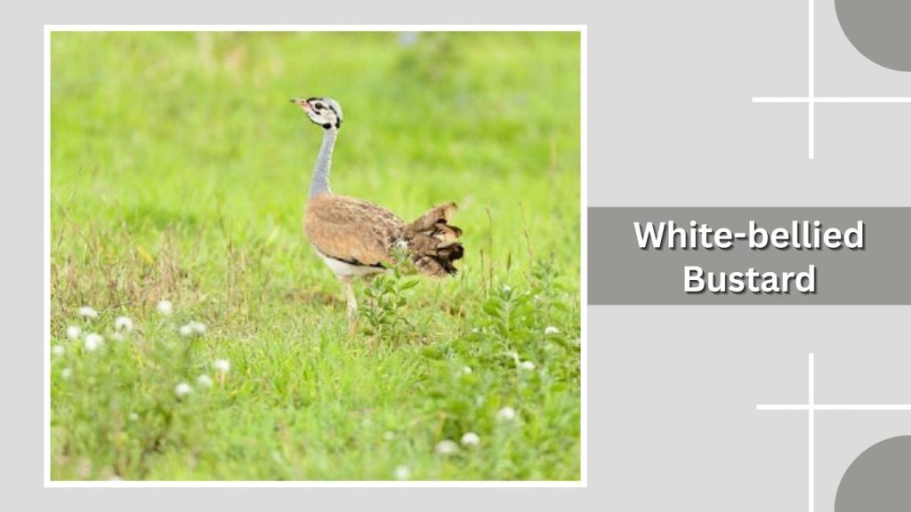 White-bellied Bustard
