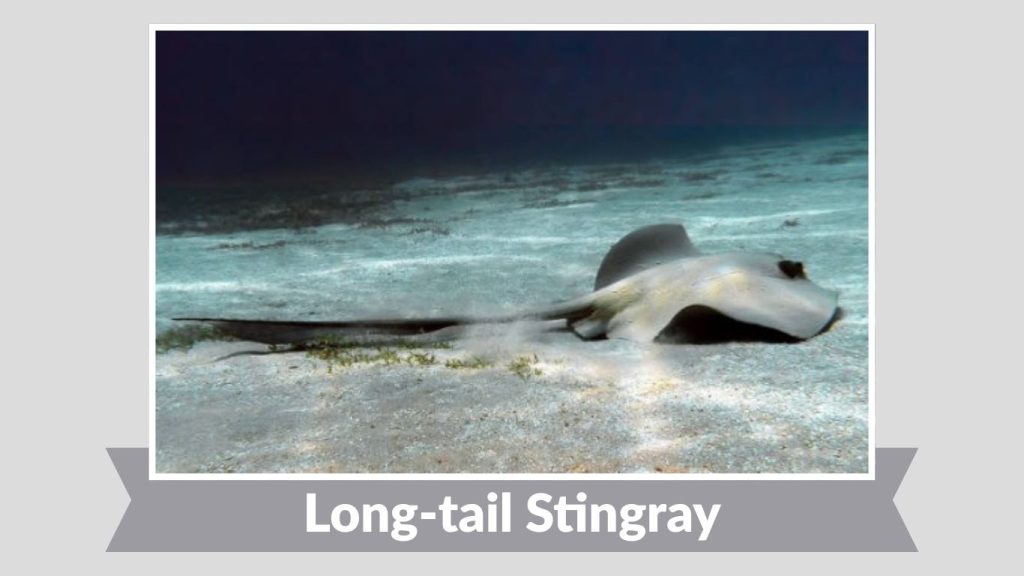 Long-tail Stingray