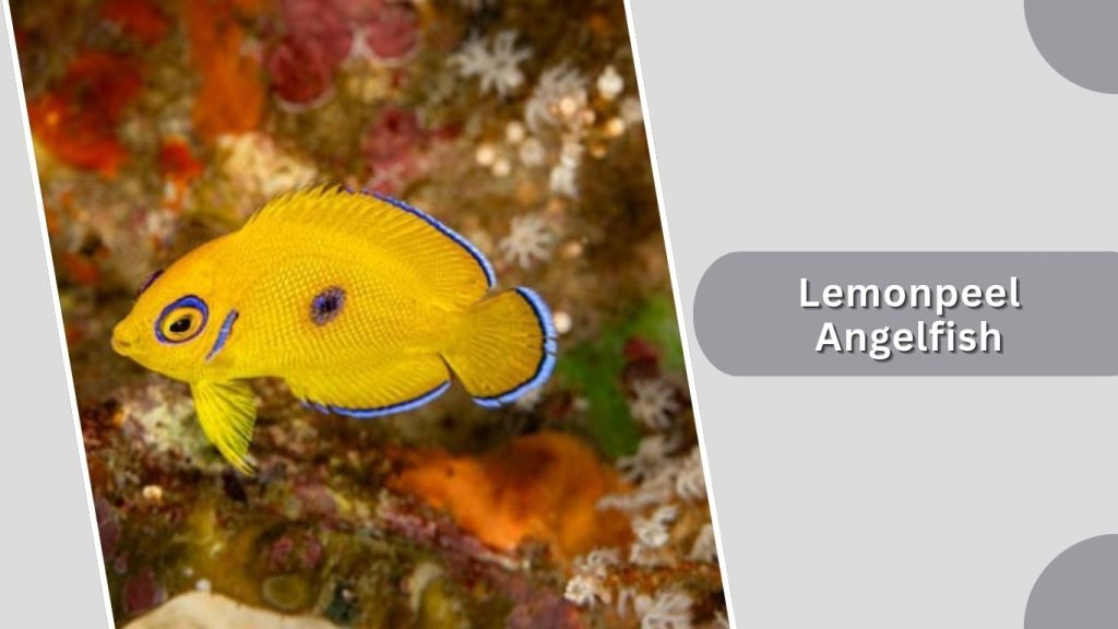 Lemonpeel Angelfish