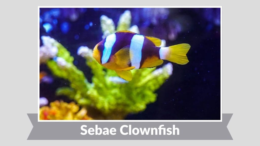 Sebae Clownfish