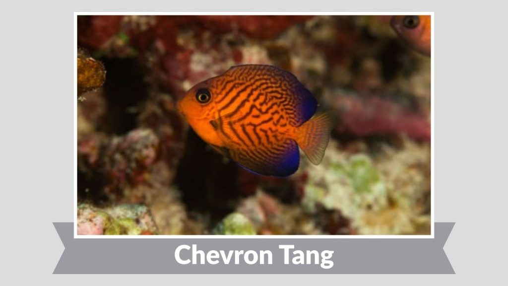 Chevron Tang