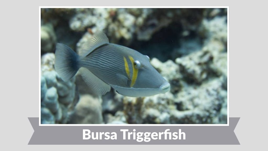 Bursa Triggerfish