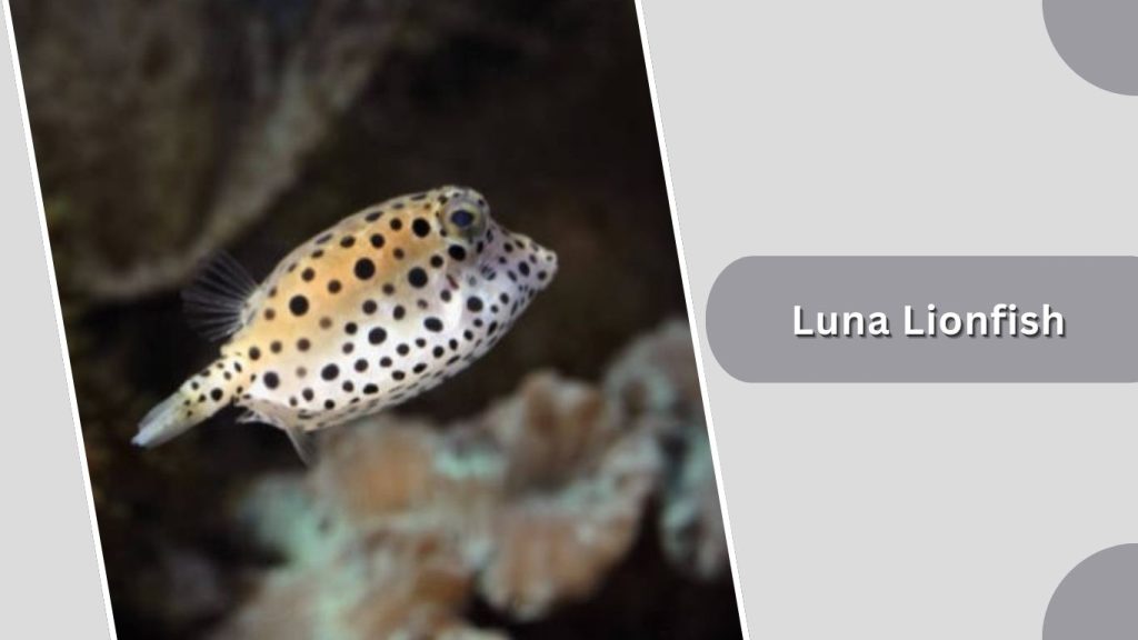 Luna Lionfish