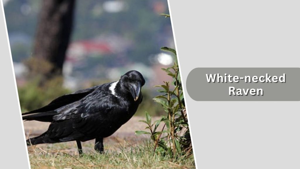 White-necked Raven