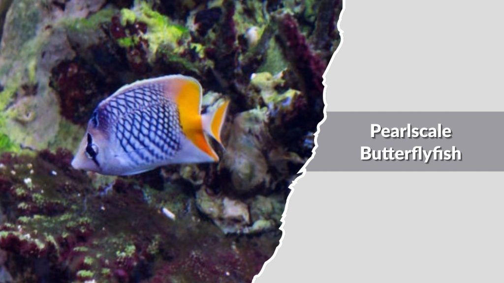 Pearlscale Butterflyfish