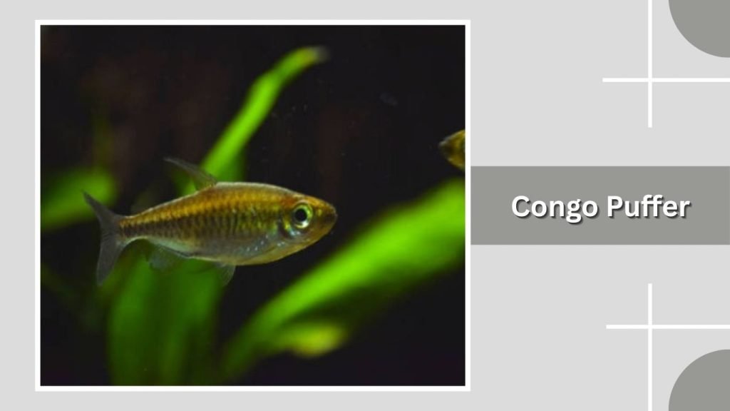Congo Puffer