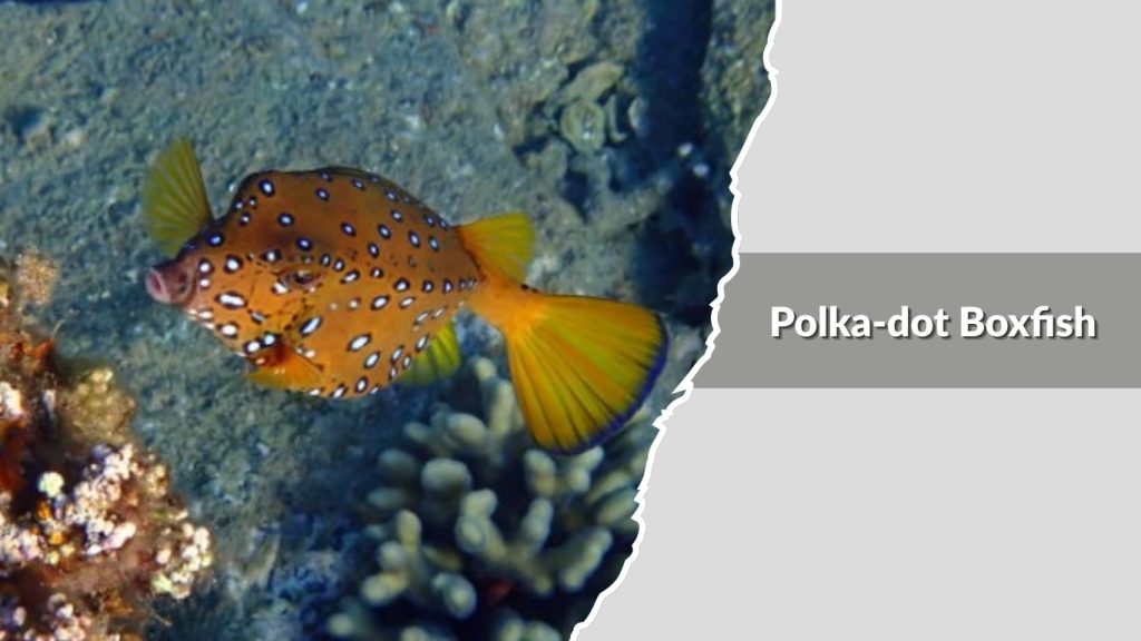 Polka-dot Boxfish