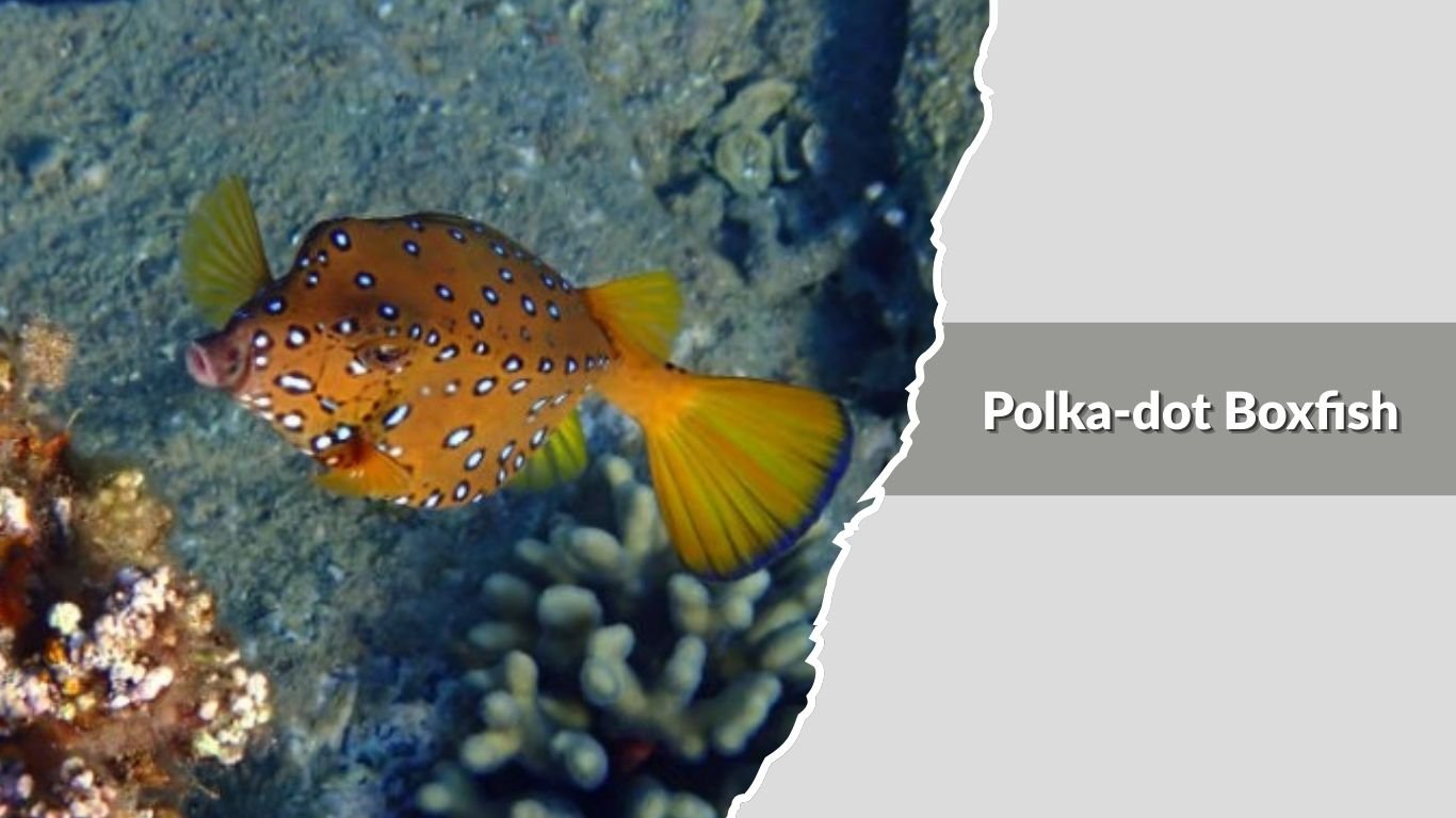 20 Types of Boxfish: Different Species Identification with Pictures