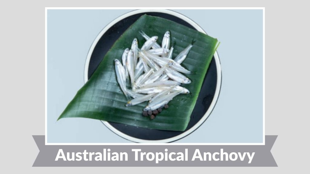  Australian Tropical Anchovy 